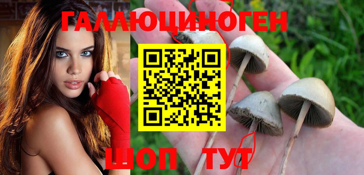 Галлюциногенные грибы Psilocybe Шадринск